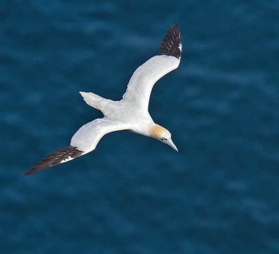 Gannet 