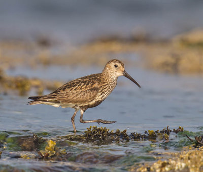 Dunlin 