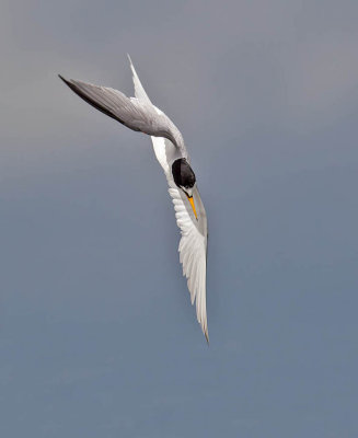 Little Tern 