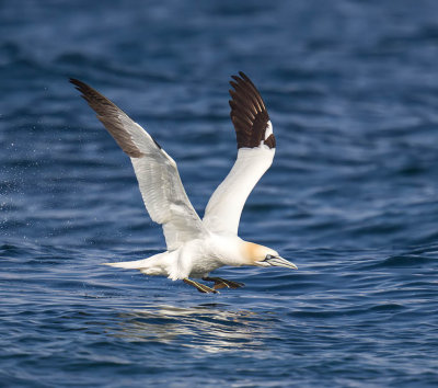 Gannet 