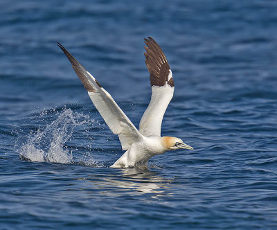 Gannet 