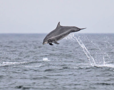 Bottlenose Dolphin 