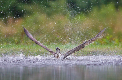 Osprey 