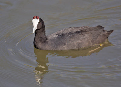 Red-knobbed Coot 