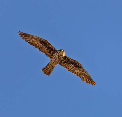 Eleonora's Falcon 