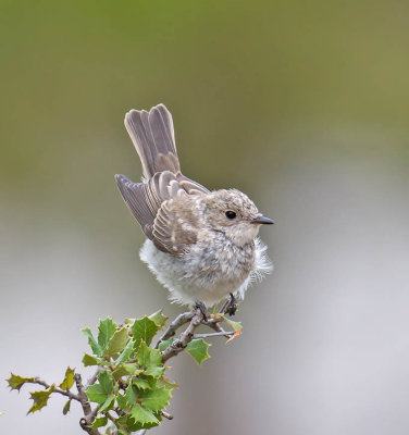 Spotted Flycatcher (juvenile)