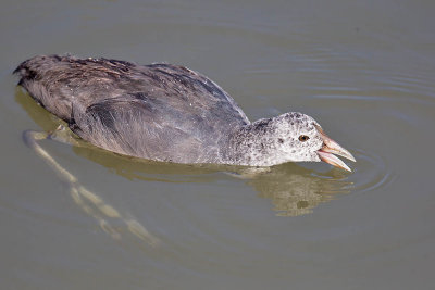 Red-knobbed Coot (juvenile)
