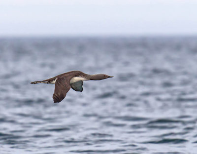 Red-throated Diver