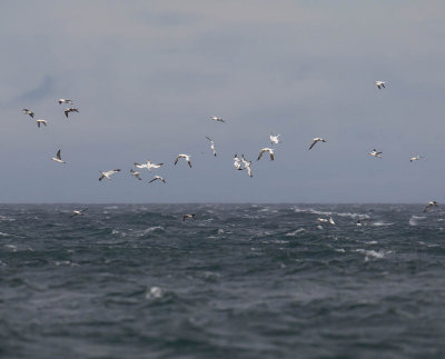 Gannets feeding in a stormy sea