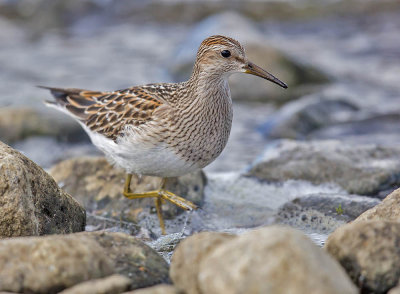 Pectoral Sandpiper (juvenile)