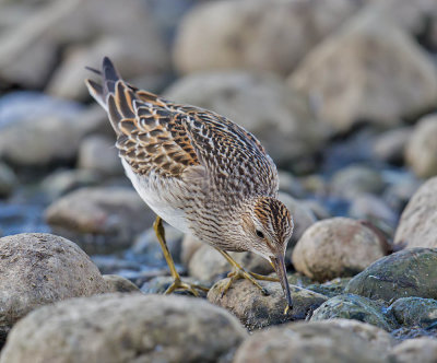 Pectoral Sandpiper (juvenile)