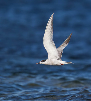 Common Tern 