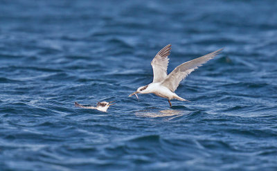 Sandwich Tern (adult and juvenile)