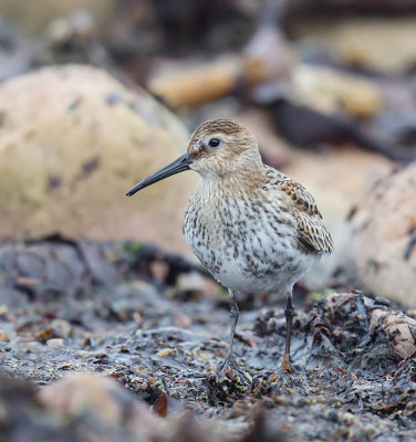Dunlin 