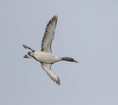 Red-throated Diver