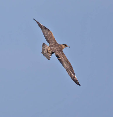 Arctic Skua 