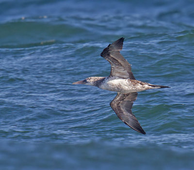 Gannet  (2nd summer)