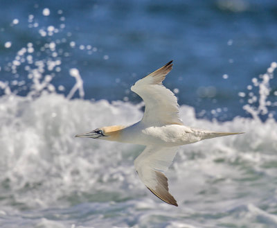 Gannet 