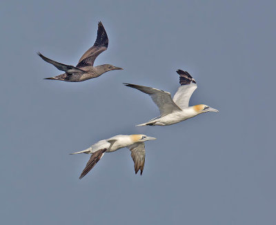 Gannet (juvenile with adults)