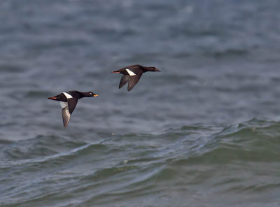 Velvet Scoters (pair)