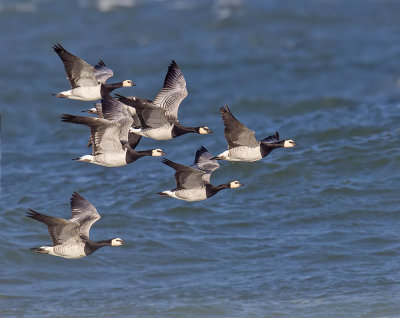 Barnacle Geese 