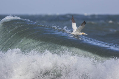 Gannet 