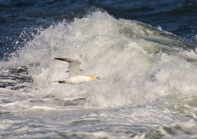 Gannet 