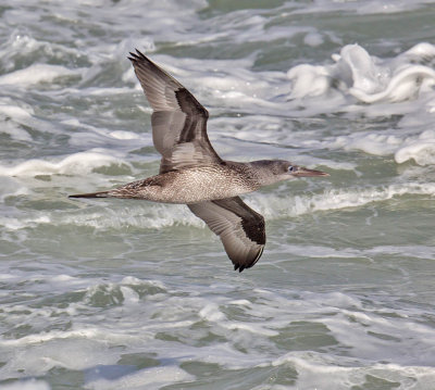 Gannet (juvenile)