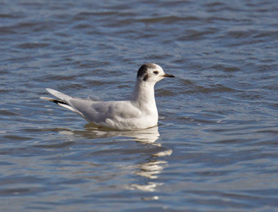 Little Gull (adult winter)