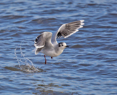 Little Gull (adult winter)