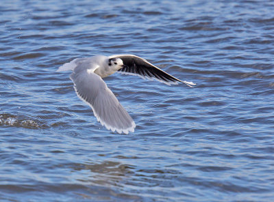 Little Gull (adult winter)