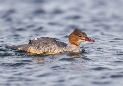 Goosander (juvenile)