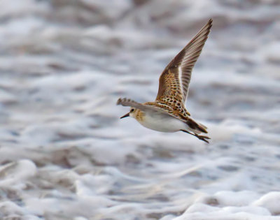 Little Stint  (juvenile)