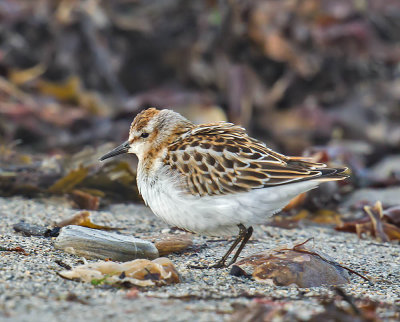Little Stint  (juvenile)