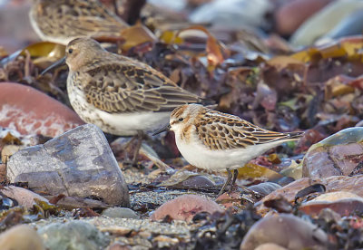 Little Stint with Dunlin (for size comparison)