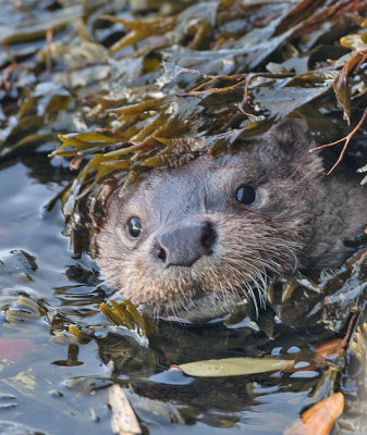 Otter 