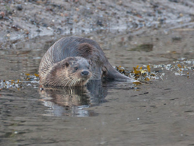 Otter 