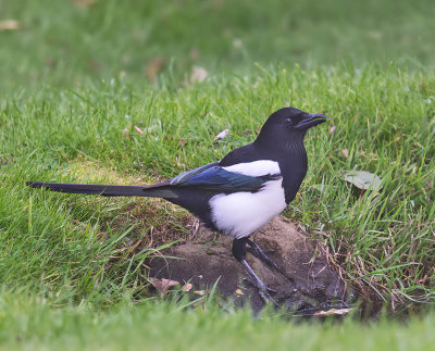 Magpie 