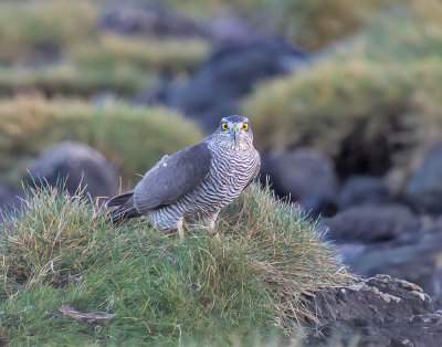Sparrowhawk (female)