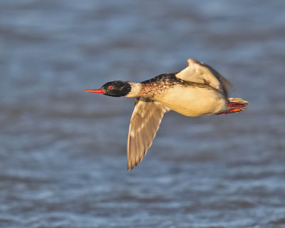 Red-breasted Merganser (male)