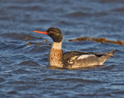 Red-breasted Merganser (male)