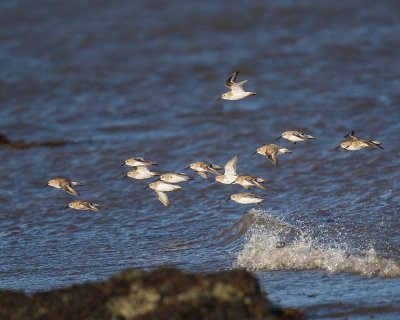 Dunlin 