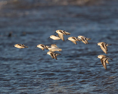 Sanderlings 
