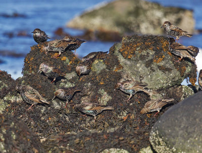 Starlings 