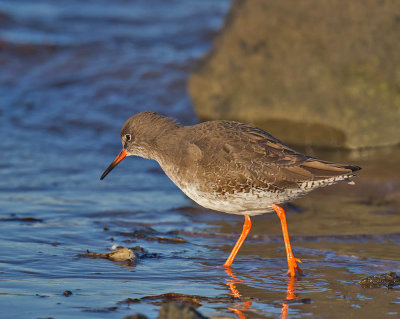 Redshank 