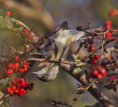 Blackcap (male)