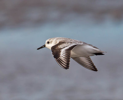 Sanderling