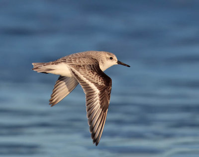 Sanderling 