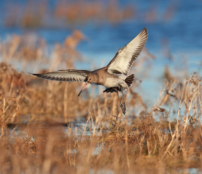 Black-tailed Godwit 