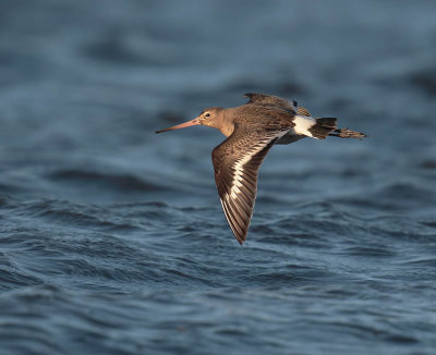 Black-tailed Godwit 